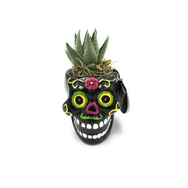 Succulent Sugar Skulls Plant 1