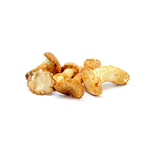 Chanterelle Mushroom 1