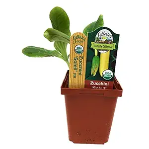 Organic Red-Veined Sorrel Plant, 1 EA