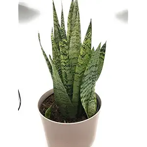 Assorted Foliage 10 Inch, 1 EA