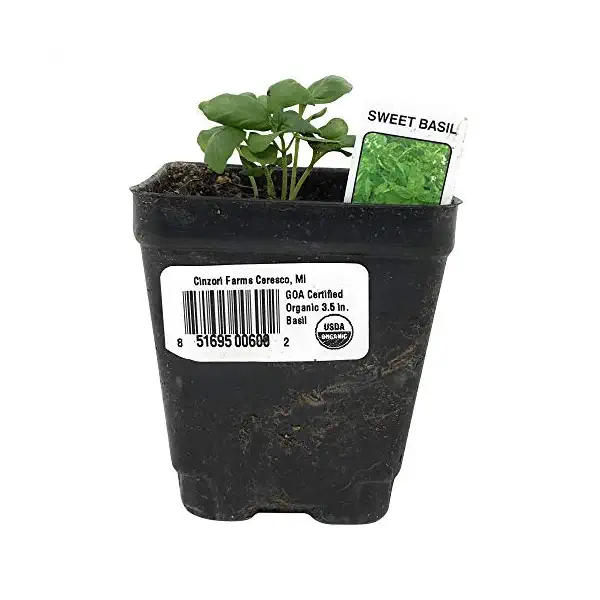 Assorted Basil 3.5 Inch 1