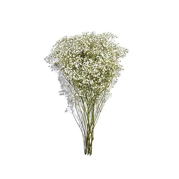 365 by WFM White Gypsophelia Bunch, 1 EA 1