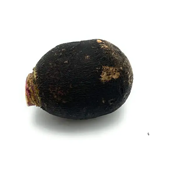 Black Radish 4