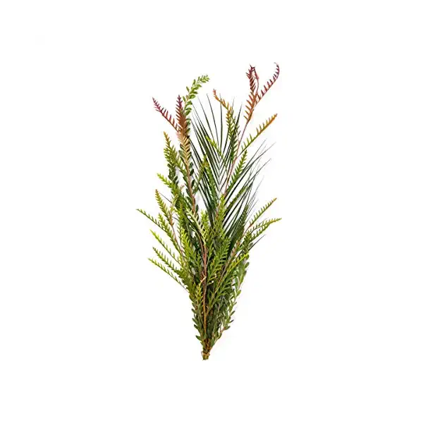 Mixed Greens California 1