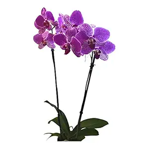 Phalaenopsis Orchid 5 Inch, 1 EA