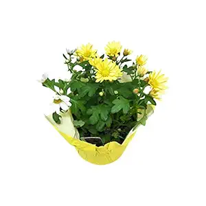 Fleurette Mum 5 Inch, 1 EA