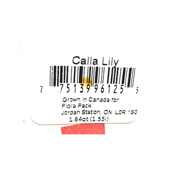 Calla Lily 6 Inch, 1 EA 2