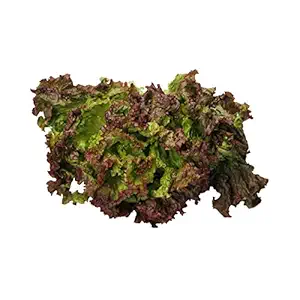 Organic Red Butter Lettuce