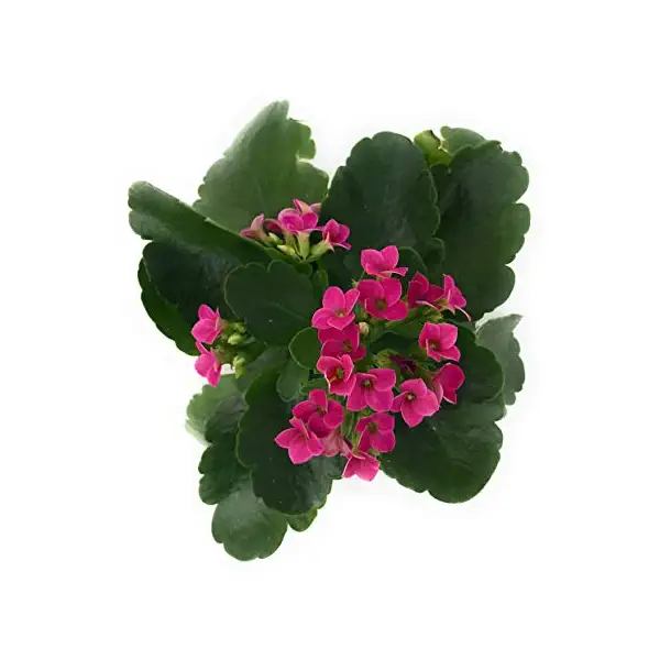 Kalanchoe 2.5in in ceramic, 1 EA 2