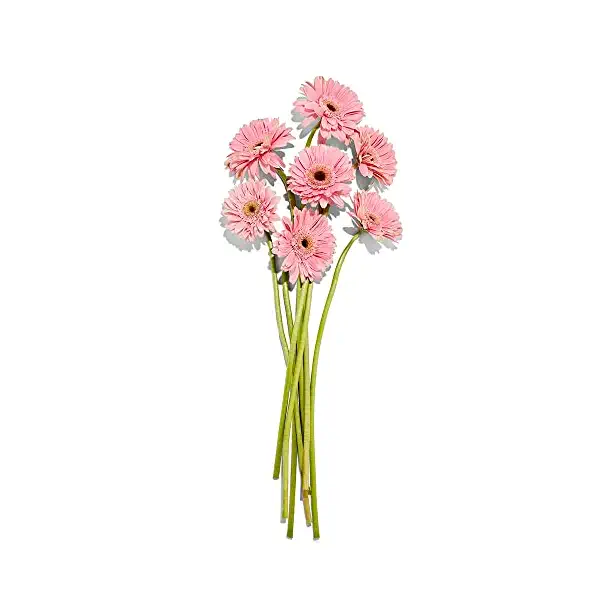 Gerbera Daisy 7 Stem, 1 EA 1