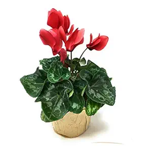 Anthurium, 1 EA