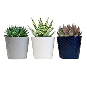 Succulent 5.5 Inch, 1 EA