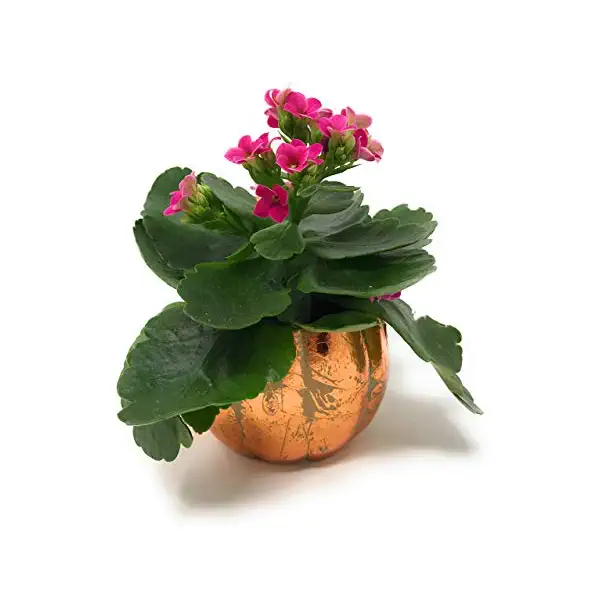 Kalanchoe 2.5in in ceramic, 1 EA 1