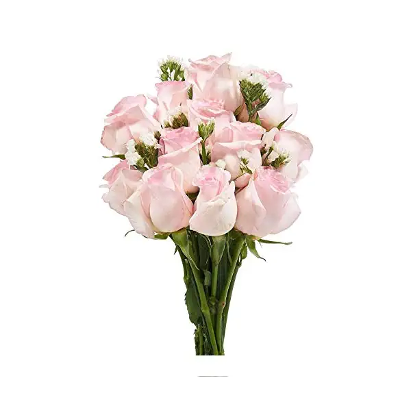 Dozen Roses, 1 EA 2