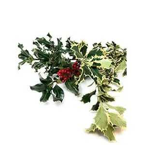 Variegated Holly Bunch, 1 EA