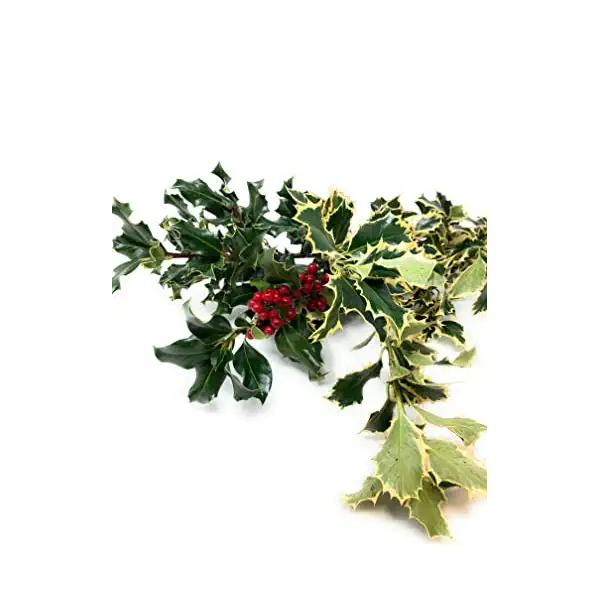 Variegated Holly Bunch, 1 EA 1