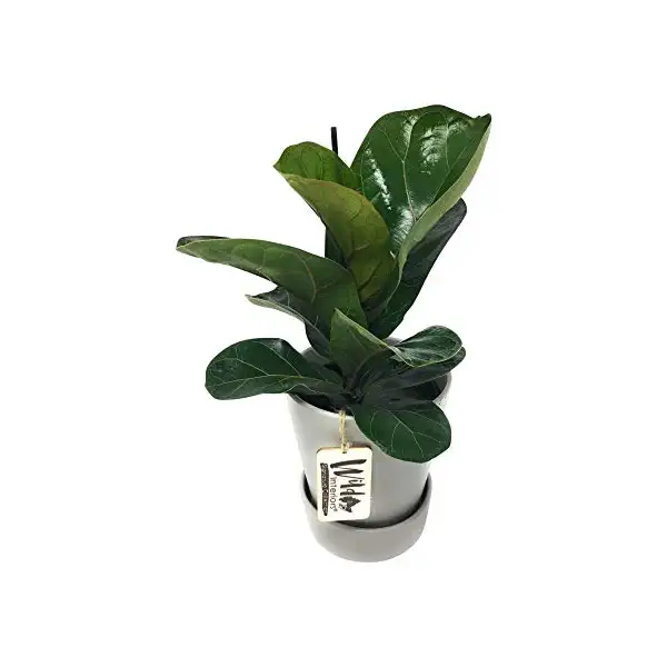 Wild Interiors Premium Foliage 5in, 1 EA 1