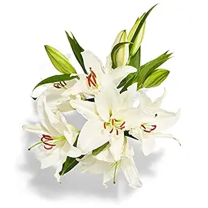 Lily 3 Stem, 1 EA