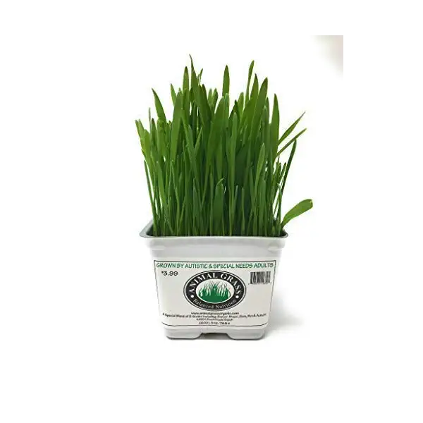 PET GRASS 1