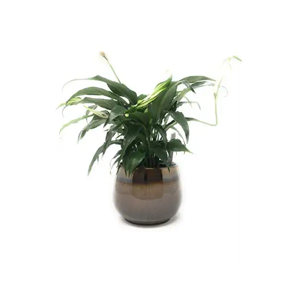 Ceramic Palm, 4 inch 1