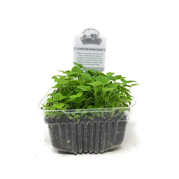 Catnip, 1 EA 1