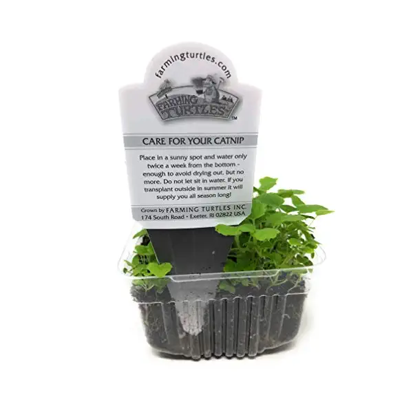Catnip, 1 EA 2