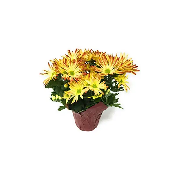 Mum Assortment 4.5 inches, 1 EA 1