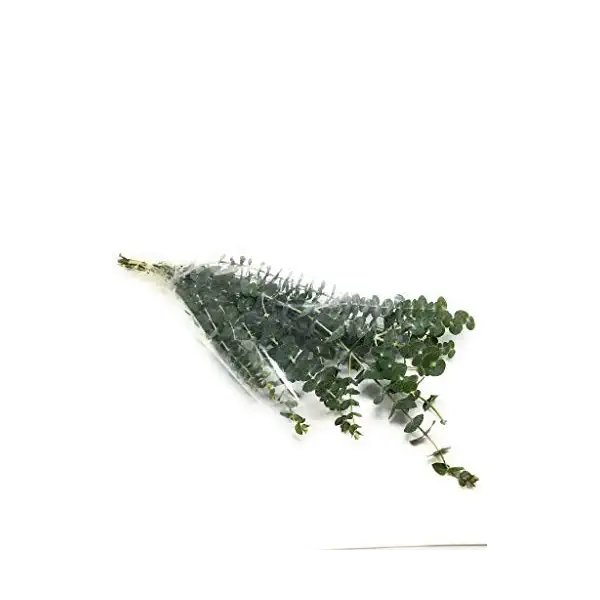 Ecualyptus Assorted Bunches 1