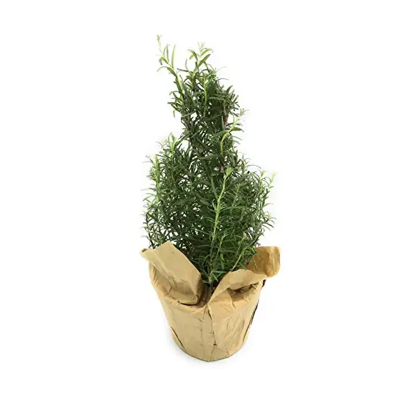 Rosemary Topiary 6 Inch, 1 EA 1