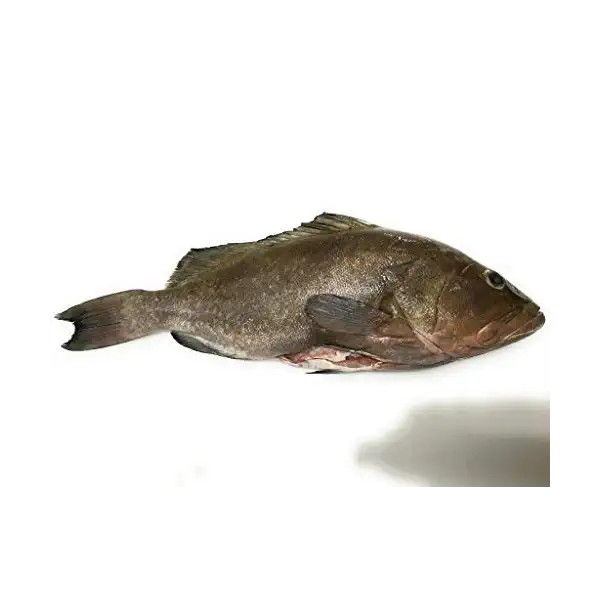 Whole Grouper 1