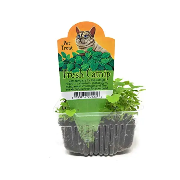 Catnip, 1 EA 3