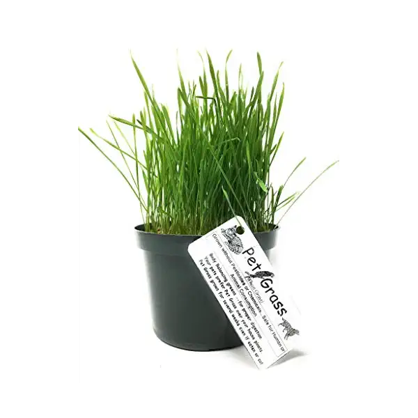 Pet Grass 6 inch 1