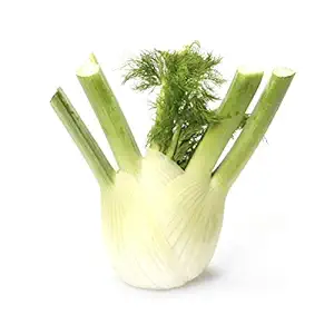 Organic Fennel Bulb