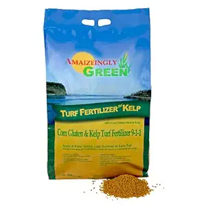 Mango Kenya Black Tea Bags, 20 CT
