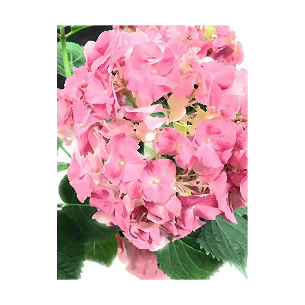 Hydrangea 8 Inch, 1 EA 1