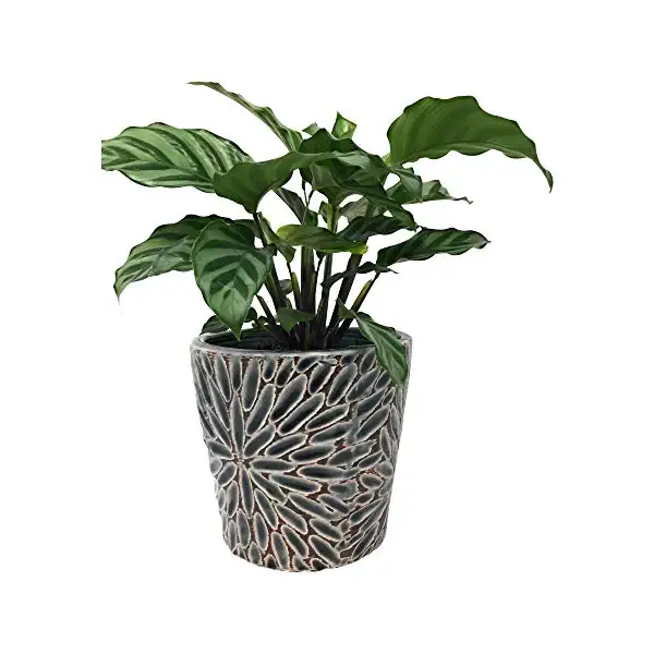 Ceramic Palm, 4 inch 3