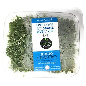 Organic Micro Cilantro
