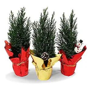 Cypress 4 Inch, 1 EA