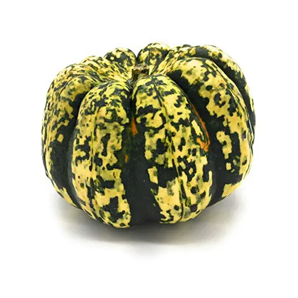 Organic Carnival Squash 1