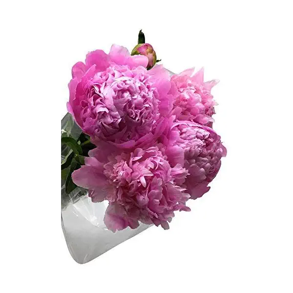 Peonies Bunch 1