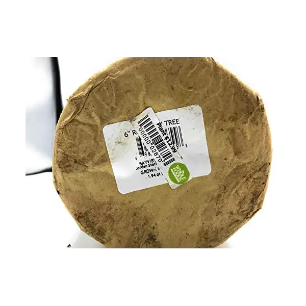 Rosemary Topiary 6 Inch, 1 EA 4