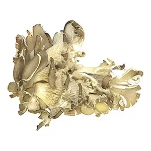 Blue Oyster Mushroom