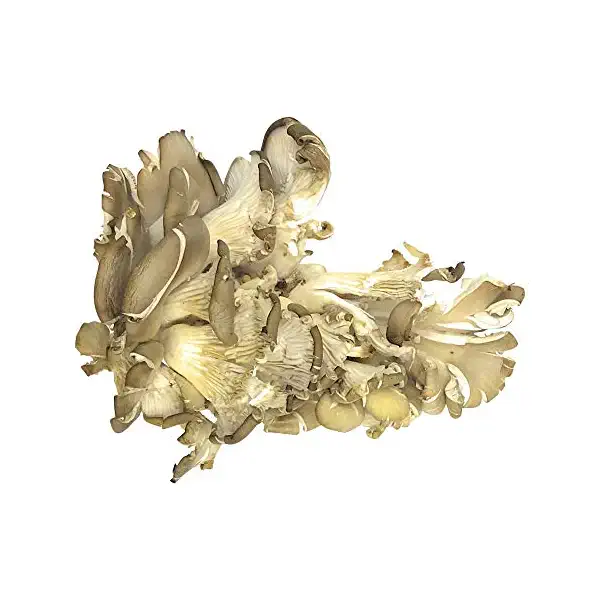 Blue Oyster Mushroom 1