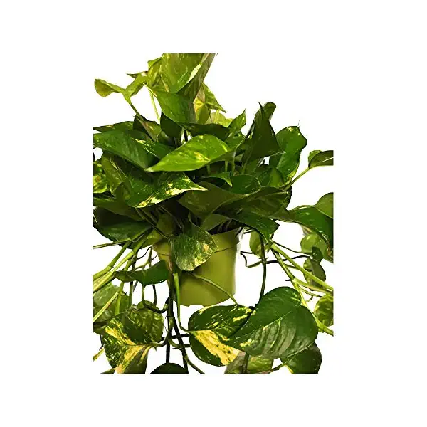 Hanging Pothos 6.5 Inch, 1 EA 1