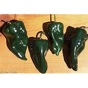 Organic Poblano Pepper