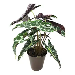 Alocasia Plant 6 inch, 1 EA