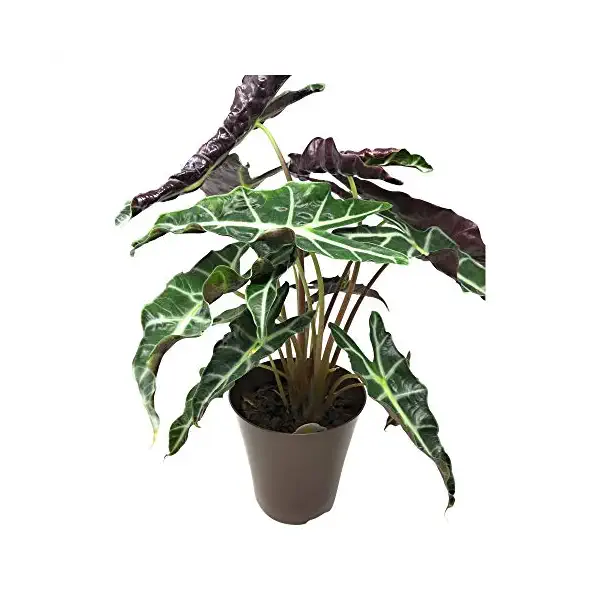 Alocasia Plant 6 inch, 1 EA 1