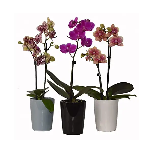 Phalaenopsis Orchid 3.5 Inch, 1 EA 1