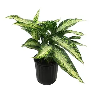 Tropical Plants Bin 10in, 1 EA