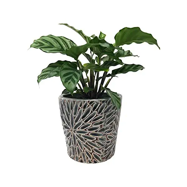 Ceramic Palm, 4 inch 2